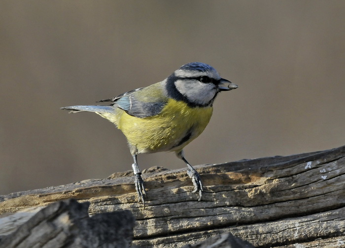 Cinciarella - Cyanistes caeruleus